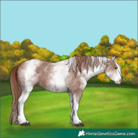 Horse Color:White Spotted Chestnut Sabino 
