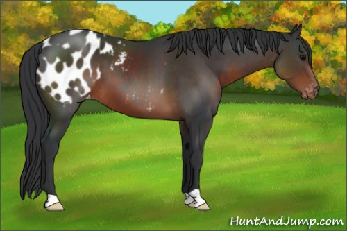 Horse Color:Brown Appaloosa 