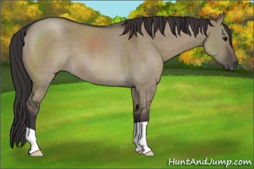 Horse Color:Smoky Grullo Roan 
