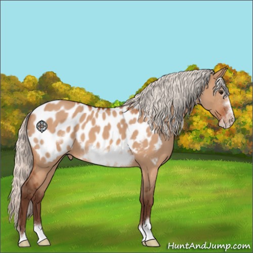 Horse Color:Silver Bay Roan Dun Frame Appaloosa 