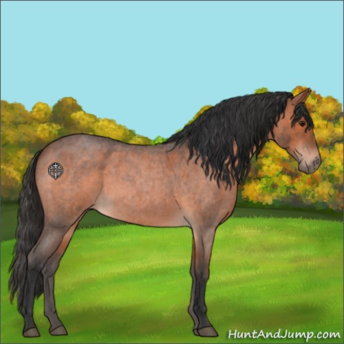 Horse Color:Brown Roan 