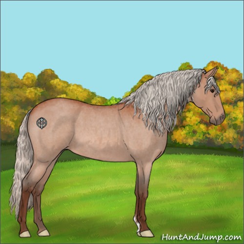 Horse Color:Silver Bay Roan 