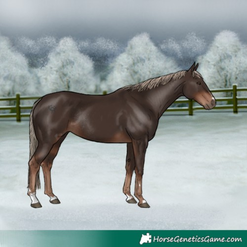 Horse Color:Liver Chestnut Rabicano 