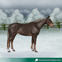 Horse Color:Liver Chestnut Rabicano