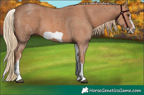 Horse Color:White Spotted Chestnut Sabino Frame 