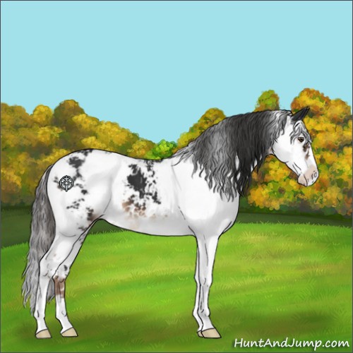 Horse Color:Liver Chestnut Sabino 