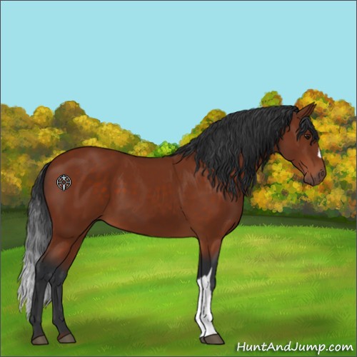 Horse Color:Brown 