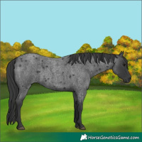 Horse Color:Blue Roan 