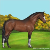 Horse Color:White Spotted Brown 