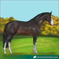 Horse Color:White Spotted Brown 