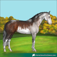 Horse Color:White Spotted Brown 