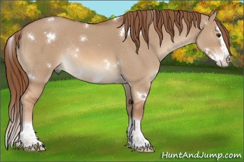 Horse Color:White Spotted Red Dun Roan Splash Rabicano 