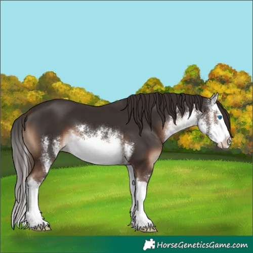 Horse Color:White Spotted Liver Chestnut Splash 