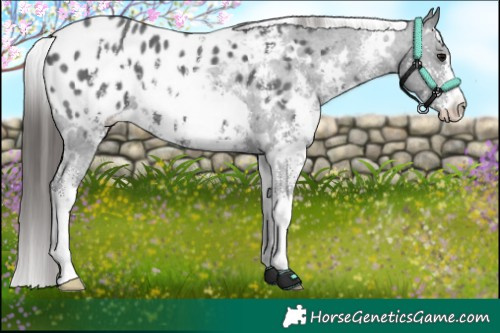 Horse Color:White Spotted Black Sabino Appaloosa