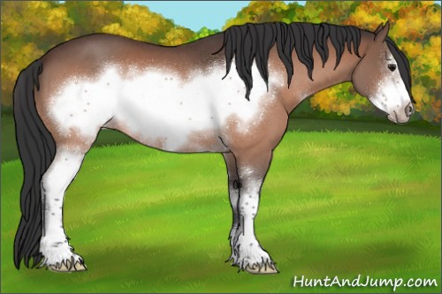 Horse Color:White Spotted Bay Roan Frame 