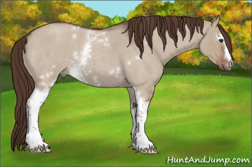 Horse Color:White Spotted Liver Red Dun Roan 