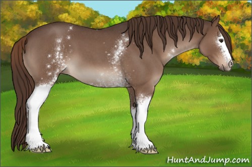 Horse Color:White Spotted Liver Red Roan 