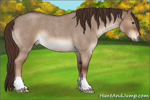 Horse Color:Liver Red Dun Roan 