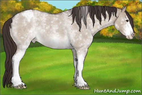 Horse Color:White Spotted Liver Red Dun Roan Appaloosa 