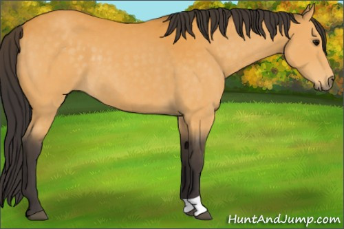 Horse Color:Buckskin 