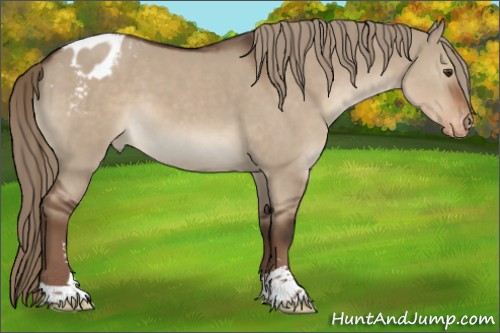 Horse Color:Liver Red Dun Sabino Appaloosa 