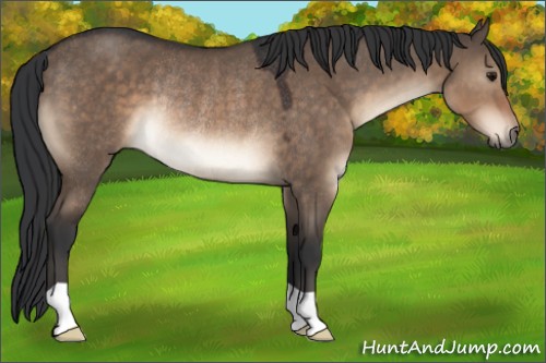 Horse Color:Brown Dun Rabicano
