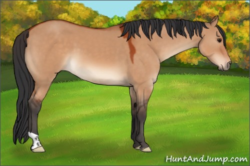 Horse Color:Bay Dun 