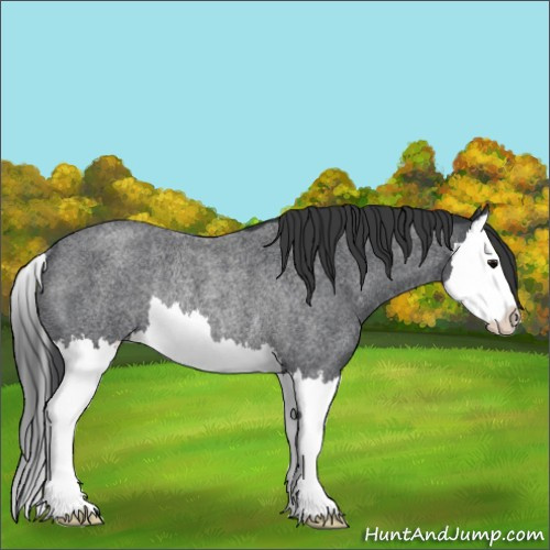 Horse Color:Blue Roan Splash Rabicano 