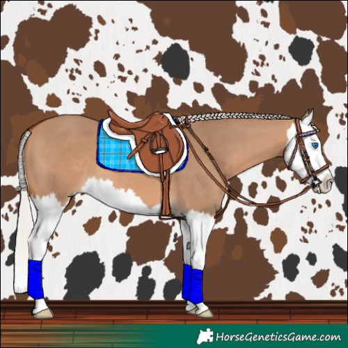 Horse Color:Silver Bay Dun Splash