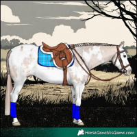Horse Color:White Spotted Bay Dun Splash Varnish 
