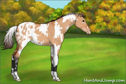 Horse Color:White Spotted Bay Dun Appaloosa 