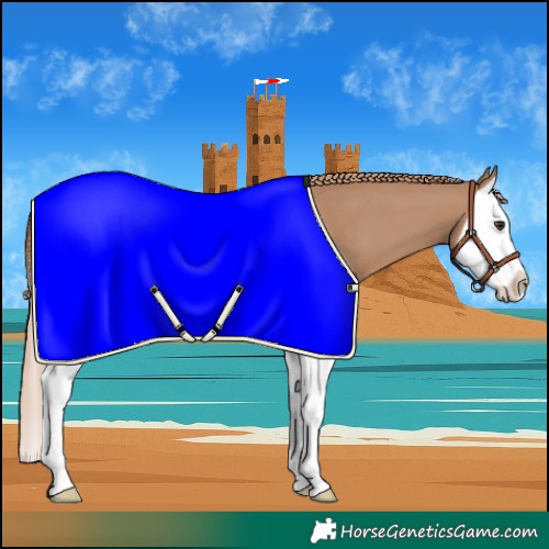 Horse Color:Red Dun Splash 