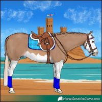 Horse Color:Red Dun Splash