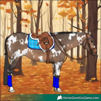 Horse Color:White Spotted Bay Dun 