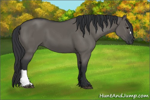 Horse Color:Grullo