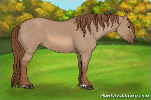 Horse Color:Red Dun 