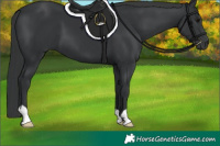 Horse Color:Black 