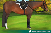 Horse Color:Bay 
