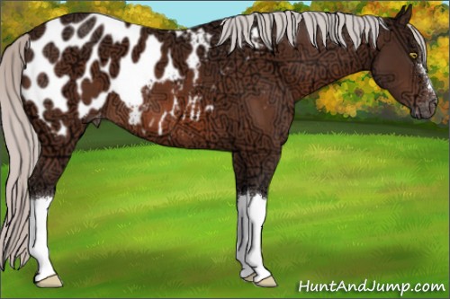 Horse Color:Silver Bay Ice Mushroom Appaloosa