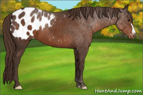 Horse Color:Liver Chestnut Appaloosa 