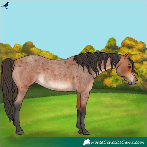 Horse Color:Bay Roan Rabicano