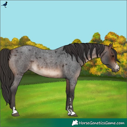 Horse Color:Brown Roan Rabicano