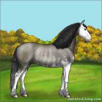 Horse Color:Grullo Sabino Splash Rabicano 