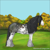 Horse Color:Black Sabino Rabicano 