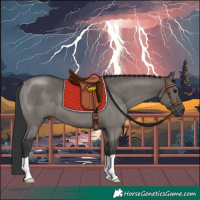 Horse Color:Grullo