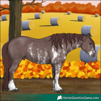 Horse Color:Chocolate Black Sabino 