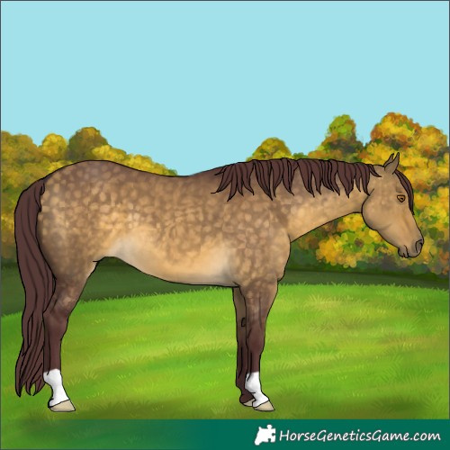 Horse Color:Chocolate Buckskin Dun 