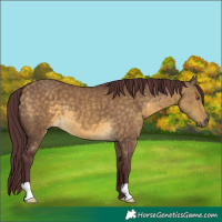 Horse Color:Chocolate Buckskin Dun