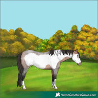 Horse Color:Bay Roan Frame