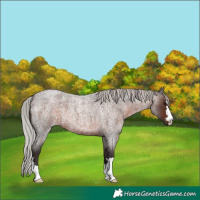 Horse Color:Silver Brown Roan 